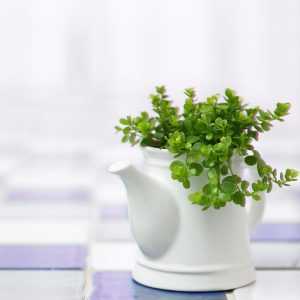 花草